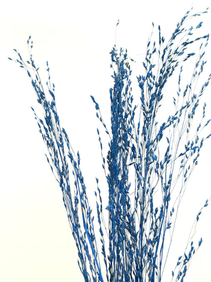 Panicum Ziergras blau 5er