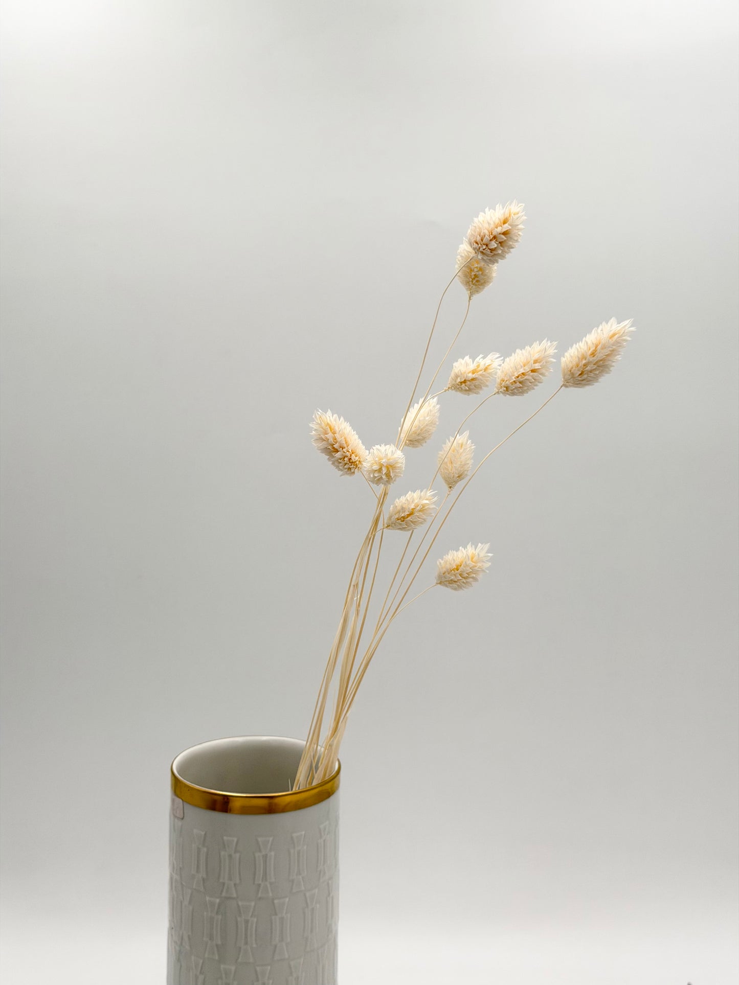 Phalaris weiß creme