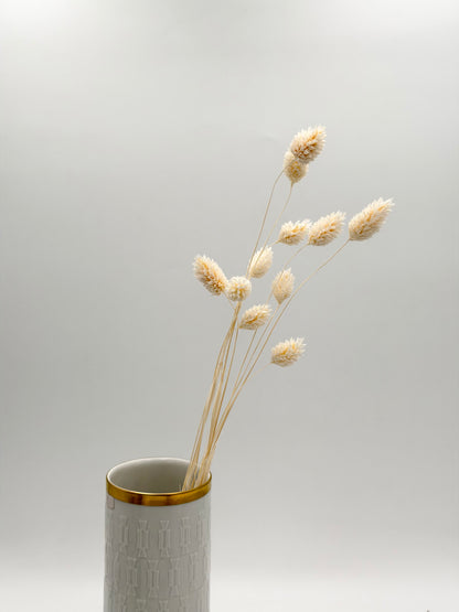 Phalaris weiß creme
