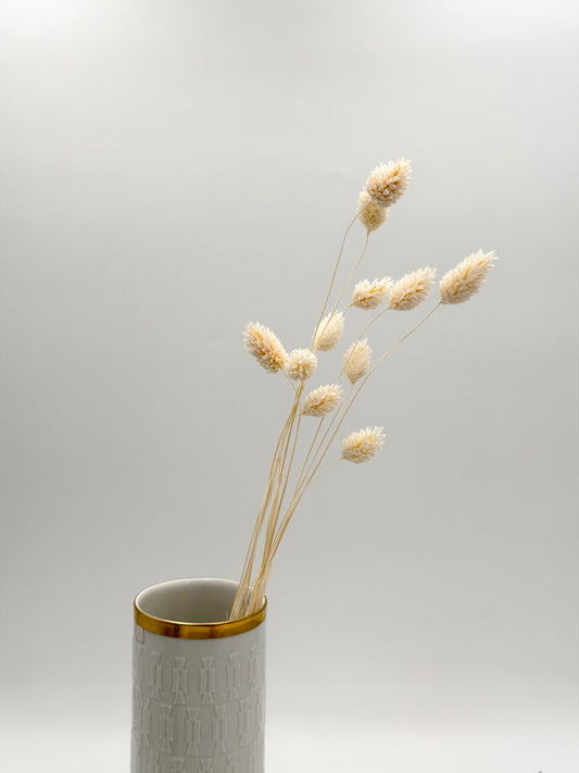 Phalaris weiß creme