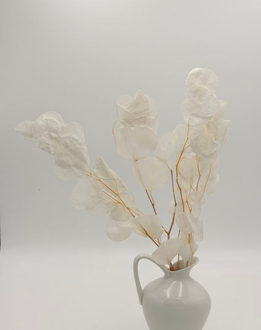 Eukalyptus Populus weiß bleached