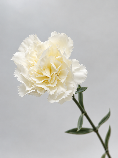 Künstliche Nelke Weiß Creme 66 cm