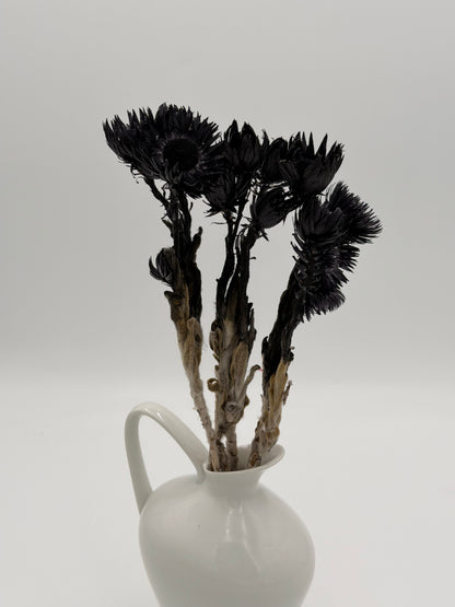 Capblume Strohblume schwarz