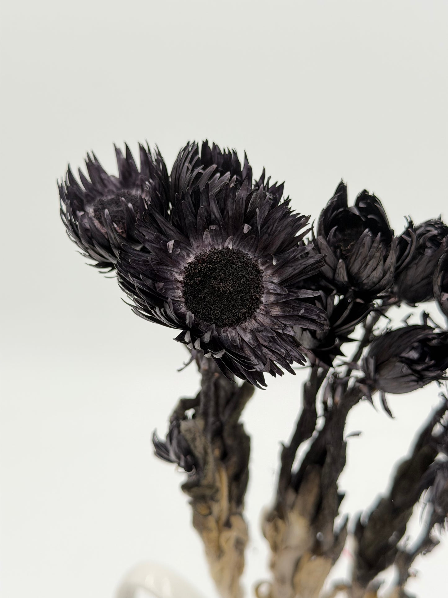 Capblume Strohblume schwarz