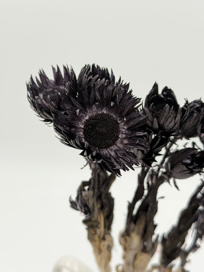 Capblume Strohblume schwarz