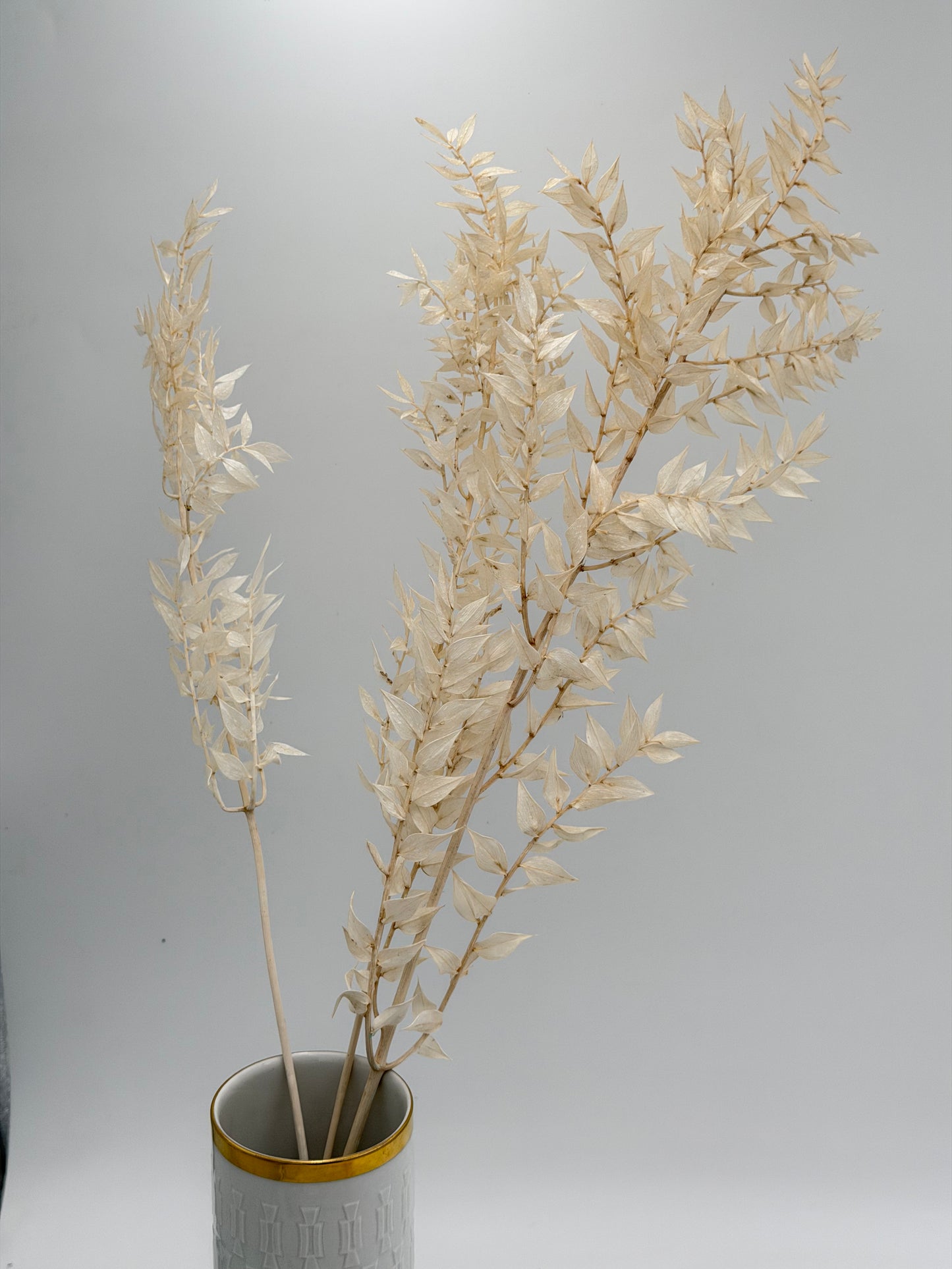 Ruscus weiß creme natur