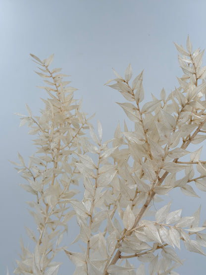 Ruscus weiß creme natur