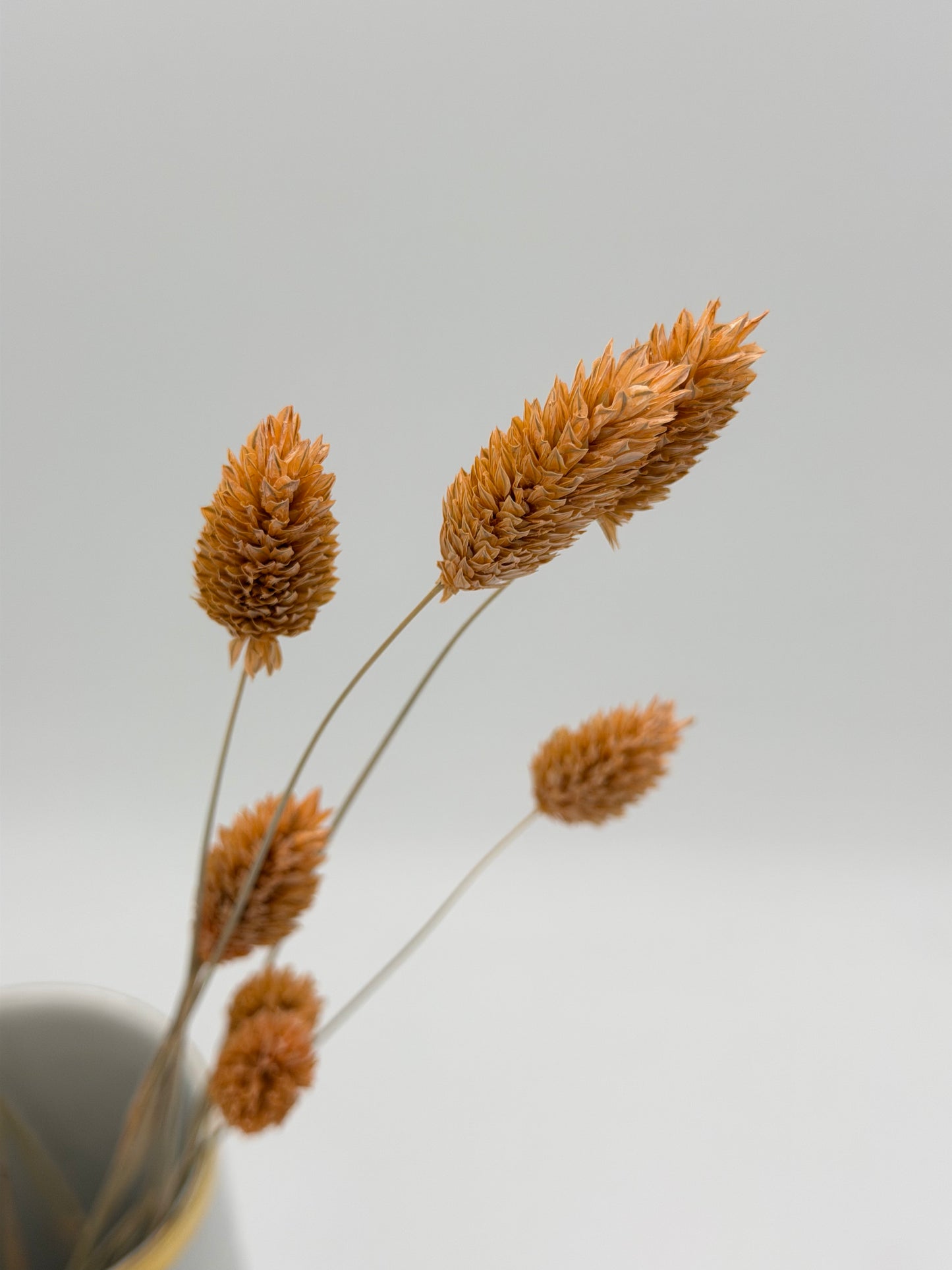 Phalaris apricot