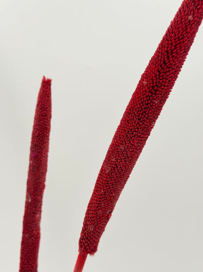 Schilfkolben Rohrkolben groß rot 3er