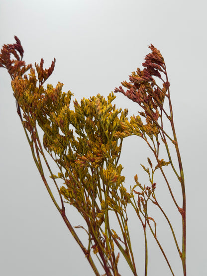 Limonium gelb braun