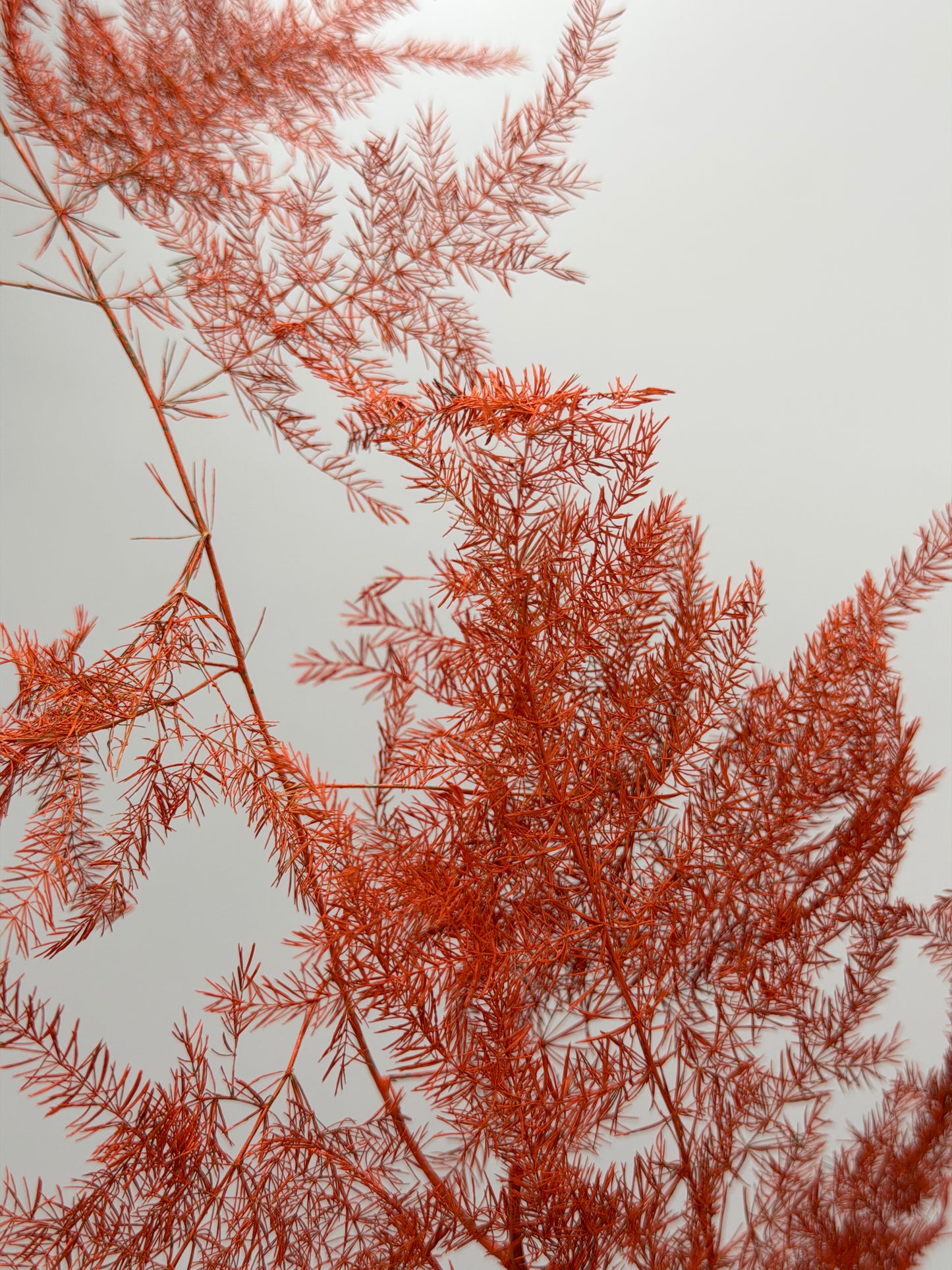 Asparagus orange