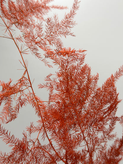 Asparagus orange