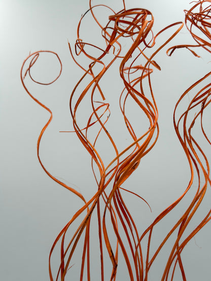 Curly Ting Ting getrocknet orange