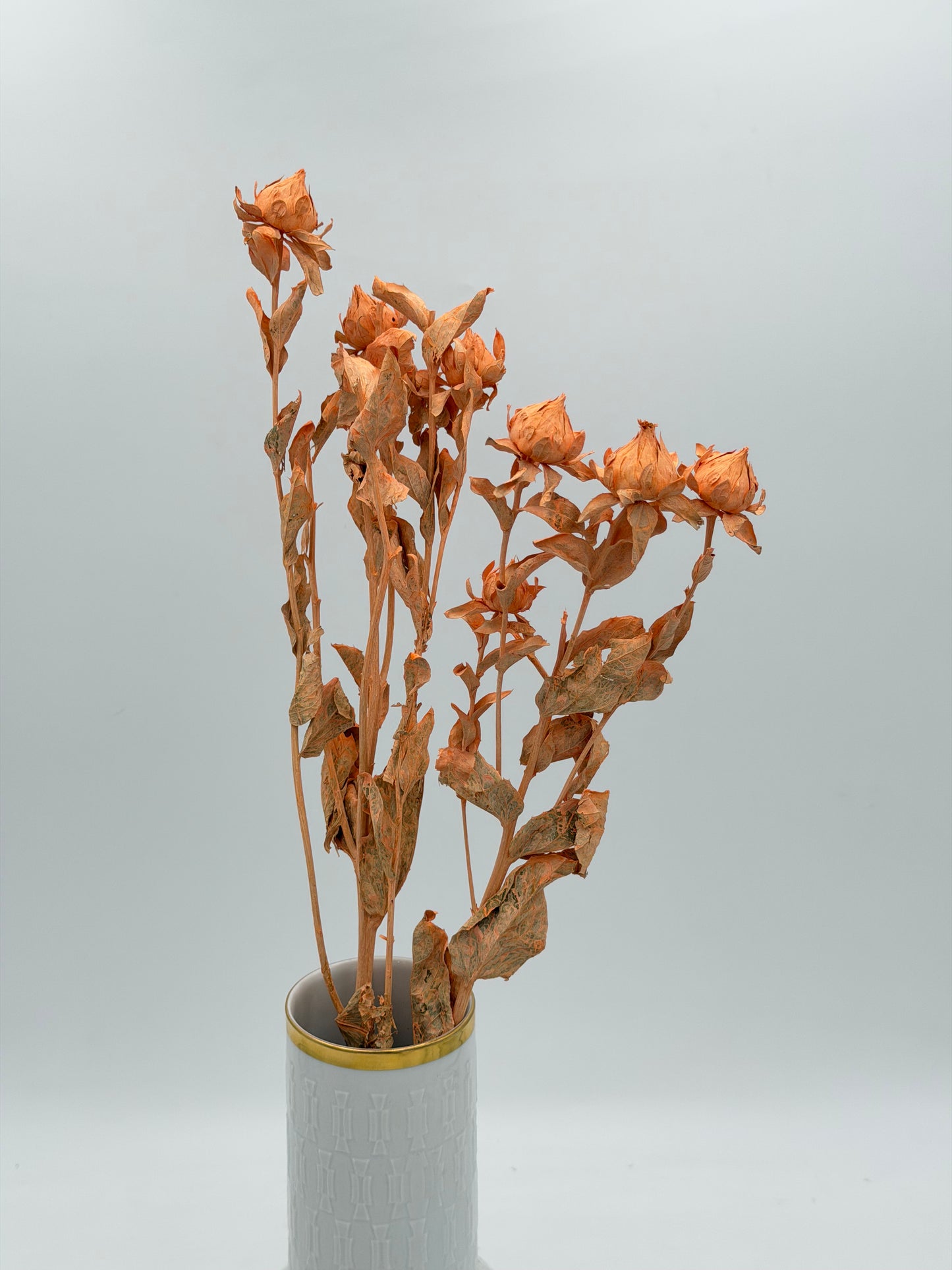 Carthamus apricot