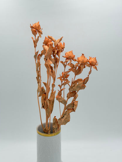 Carthamus apricot
