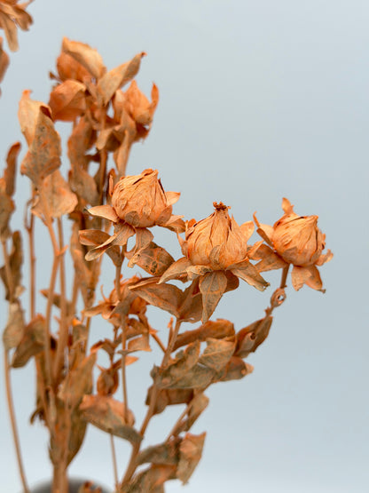 Carthamus apricot