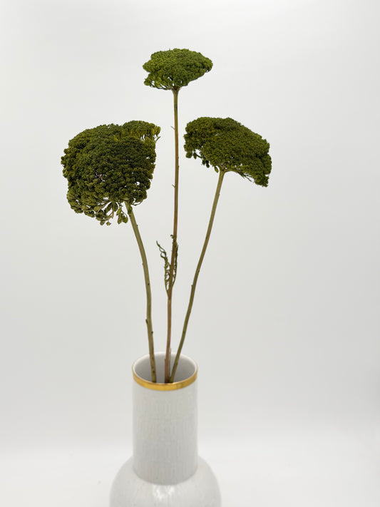 Achillea dunkelgrün 3 Stück