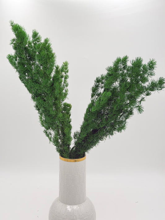 Asparagus grün stabilisiert