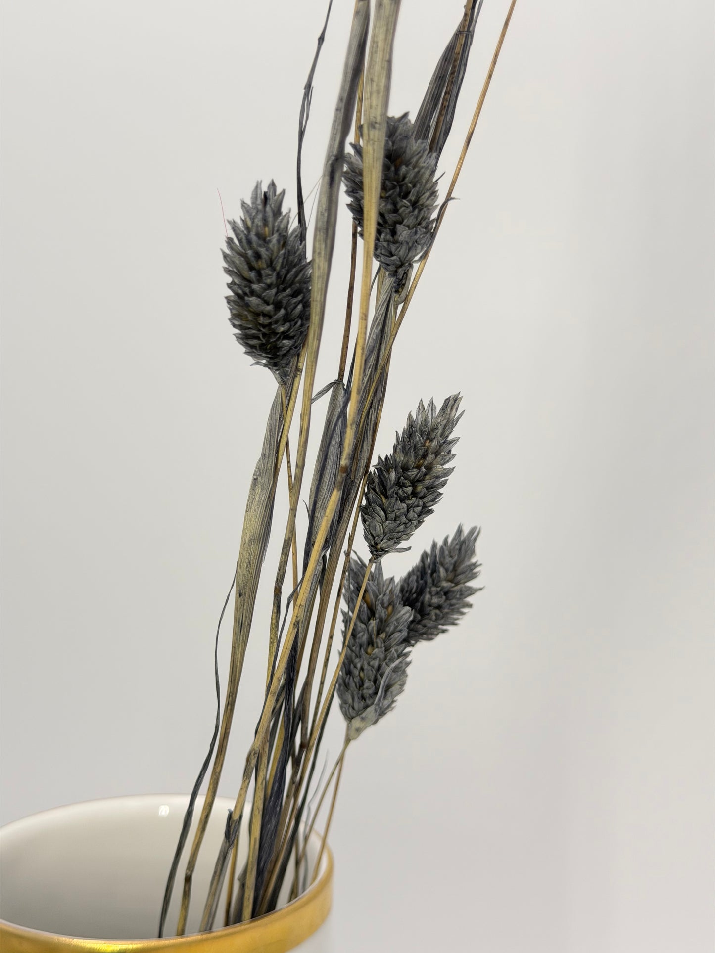Phalaris grau