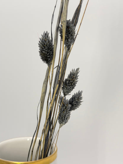 Phalaris grau