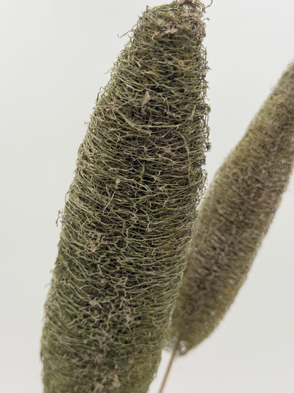 Luffa am Holzstab grün 2 Stück