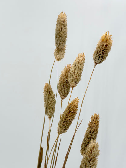 Phalaris natur