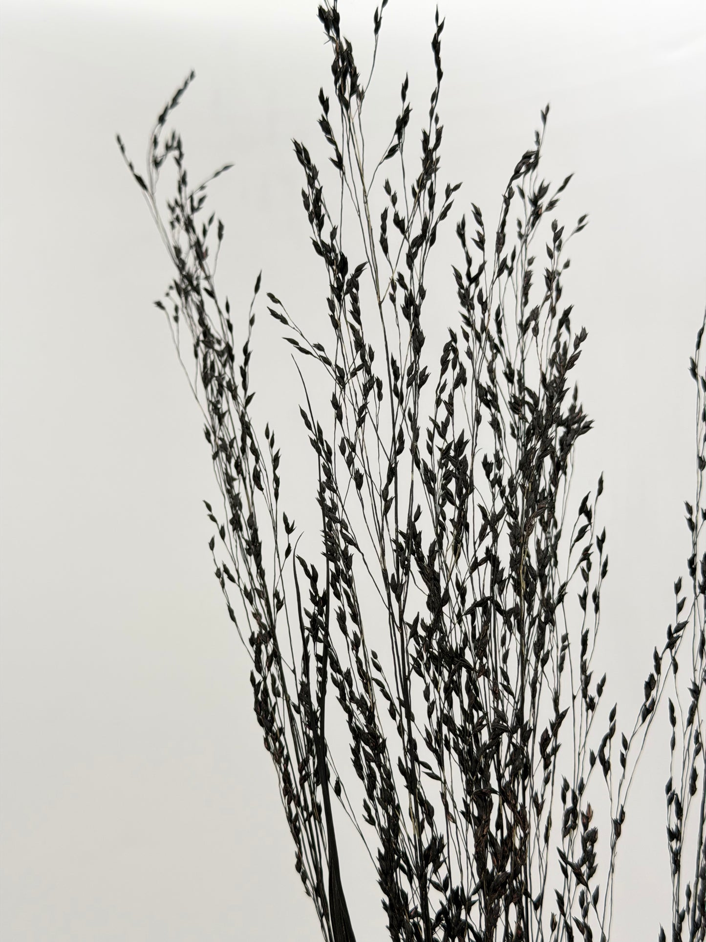 Panicum Ziergras schwarz 5er