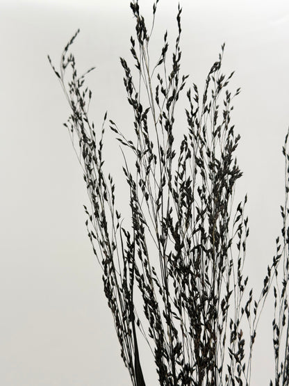 Panicum Ziergras schwarz 5er
