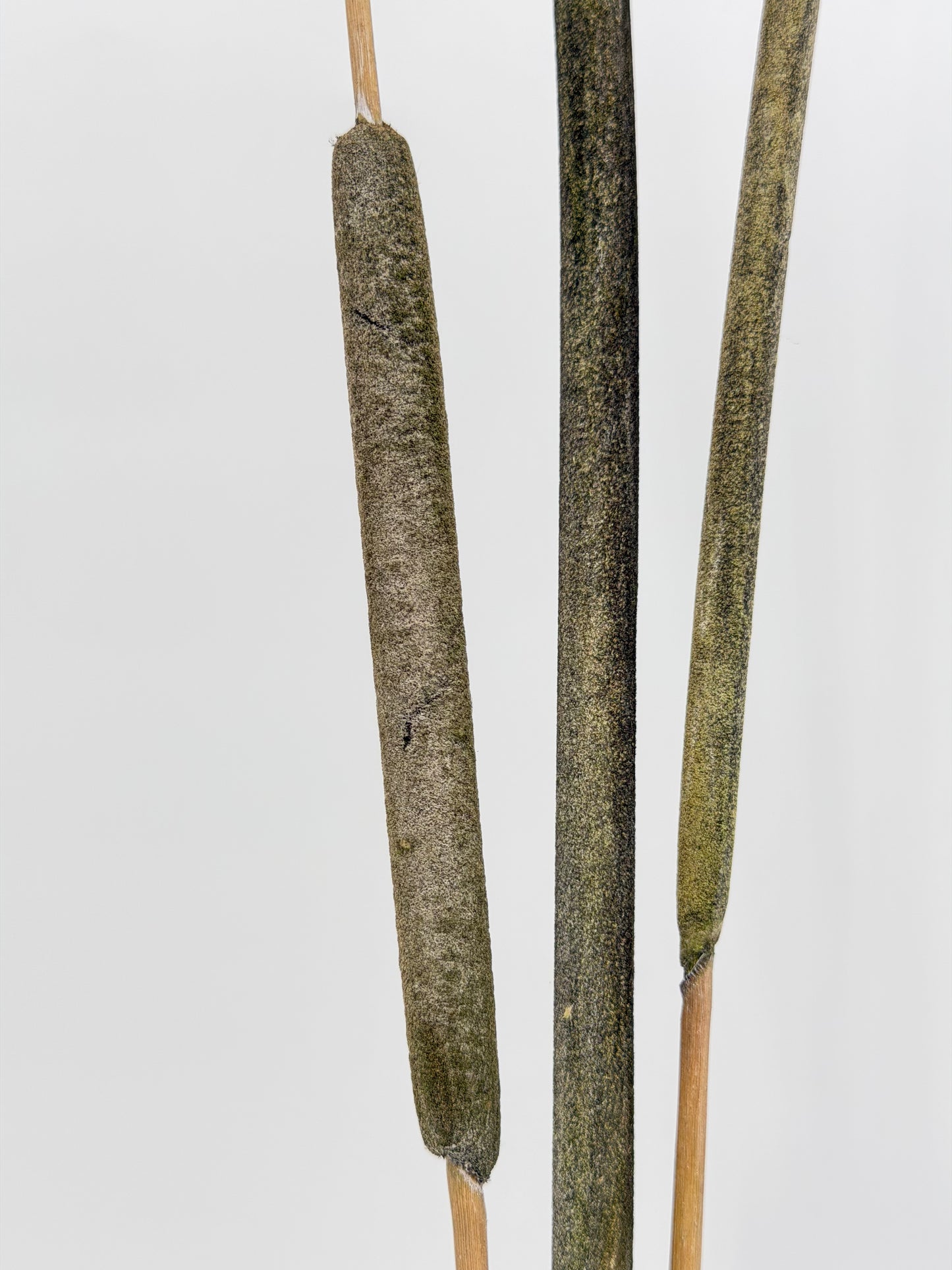 Typha Rohrkolben grün 3er