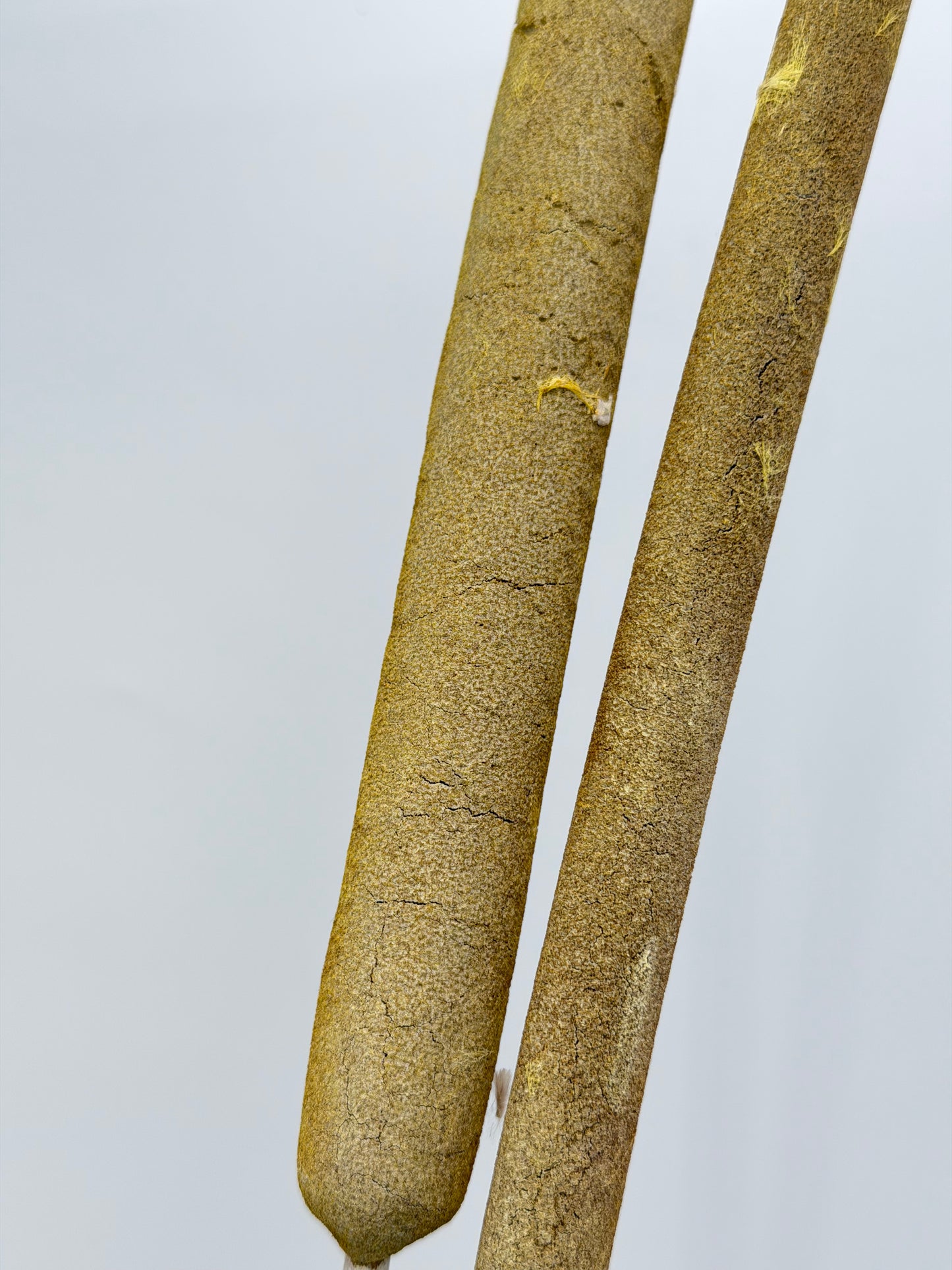 Typha Schilfkolben Rohrkolben geraspelt  gelb frosted 2er