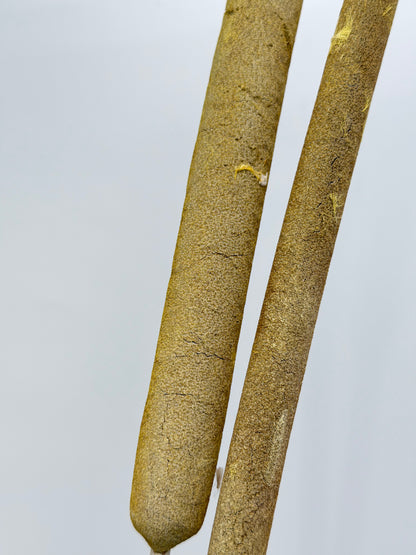 Typha Schilfkolben Rohrkolben geraspelt  gelb frosted 2er