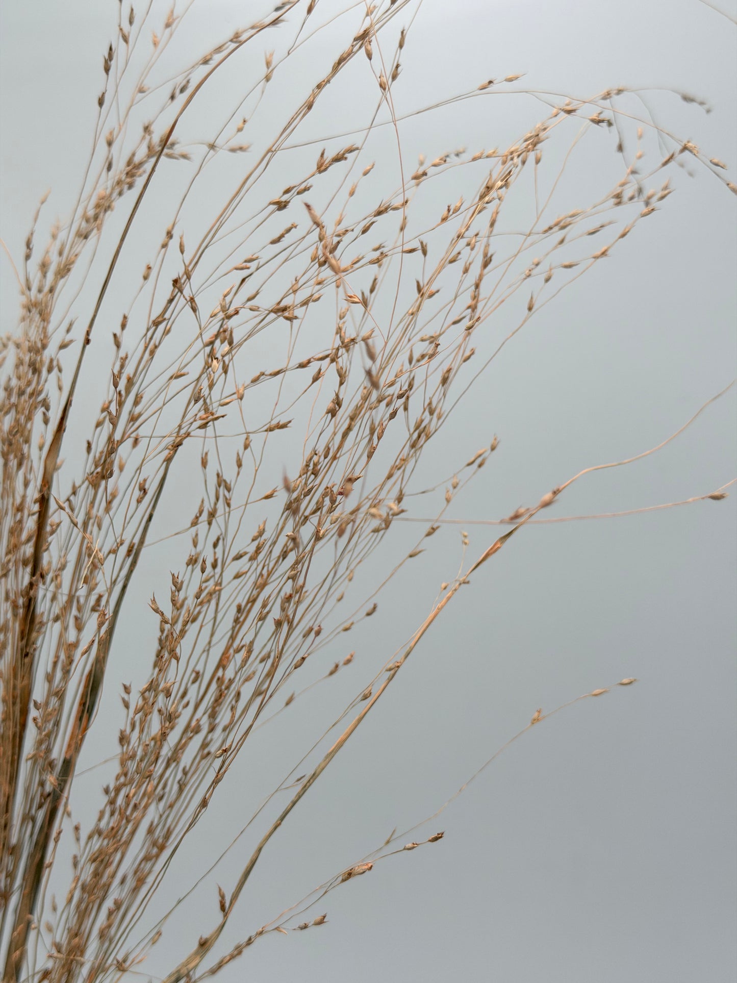 Panicum Ziergras apricot natur 5er