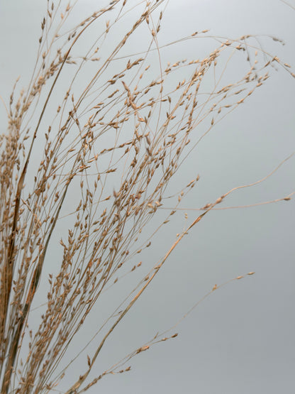 Panicum Ziergras apricot natur 5er