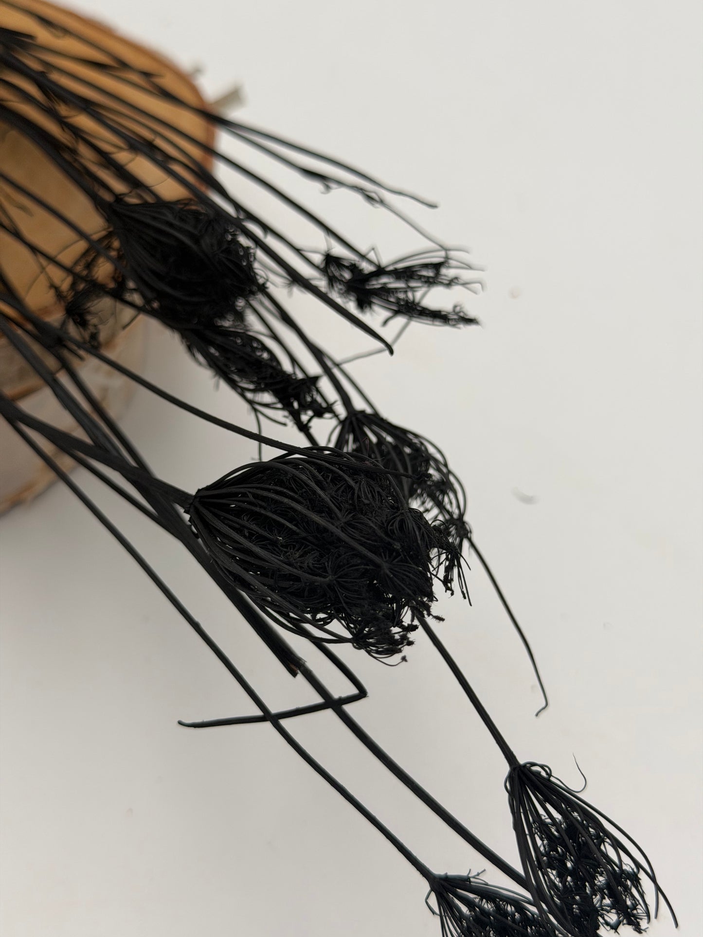 Wildfenchel schwarz