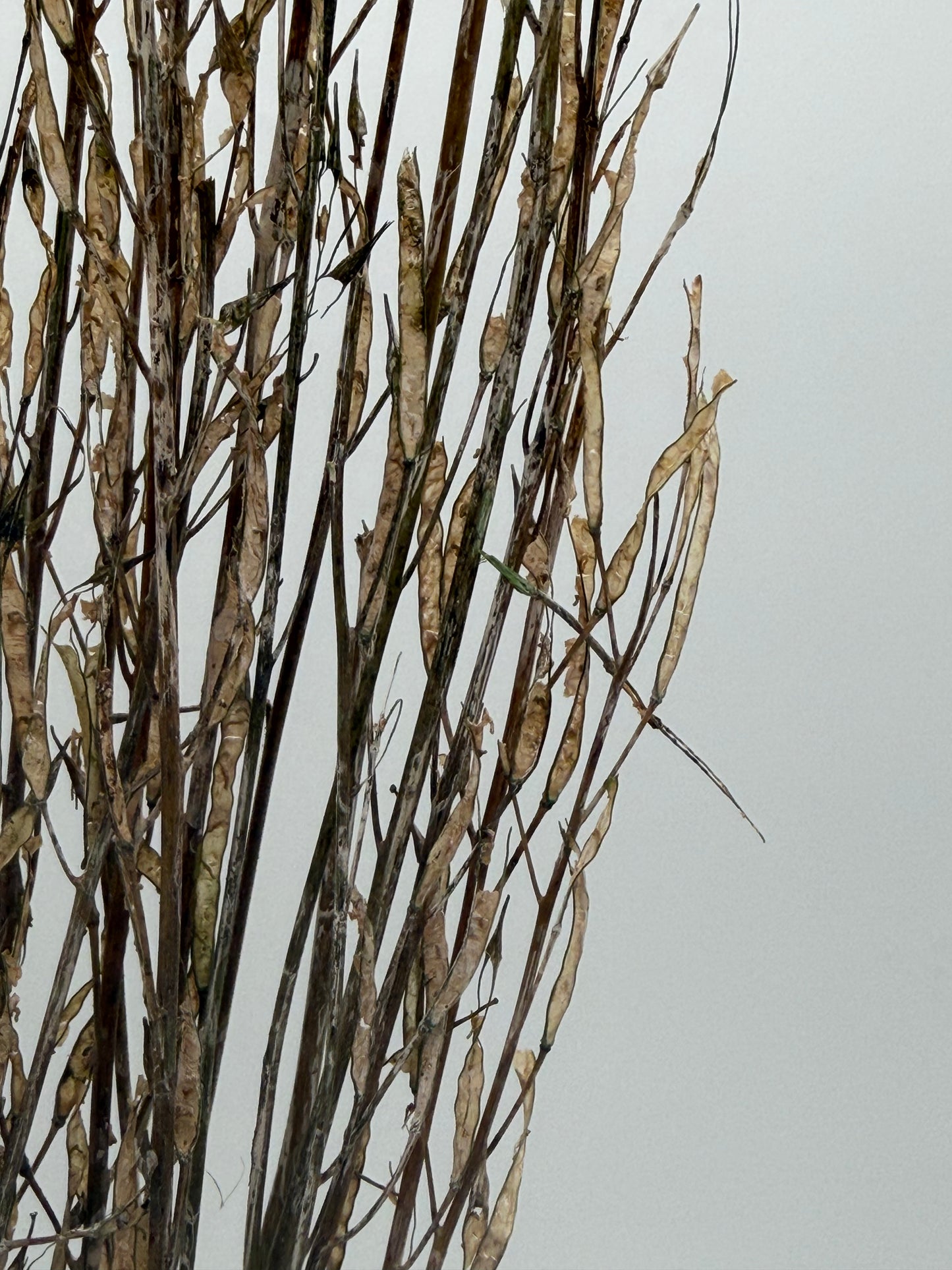 Saragras Ziergras Natur grün 10er