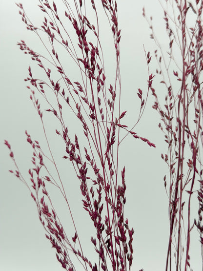 Panicum Ziergras beere 5er