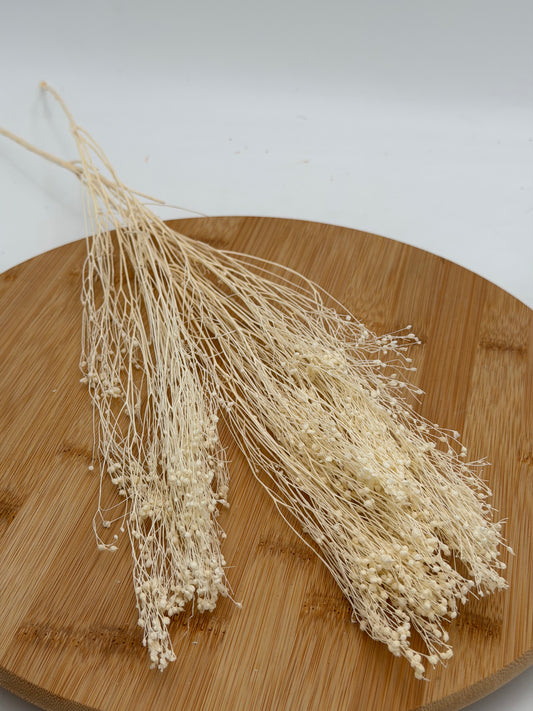 Broom Bloom creme