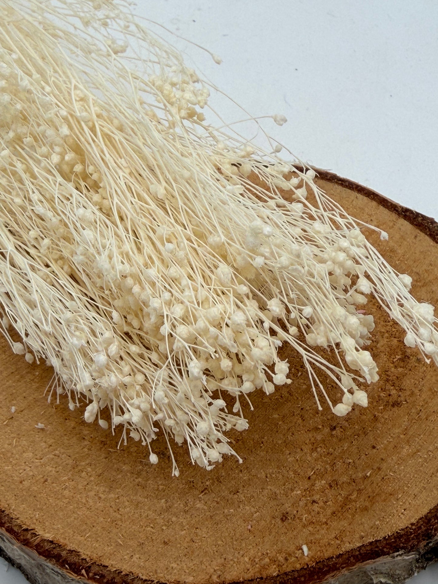 Broom Bloom creme