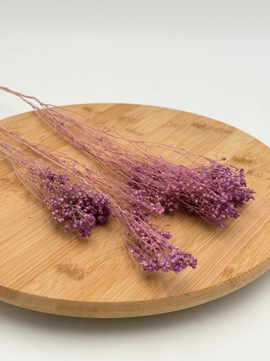 Broom Bloom lila