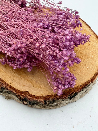 Broom Bloom lila