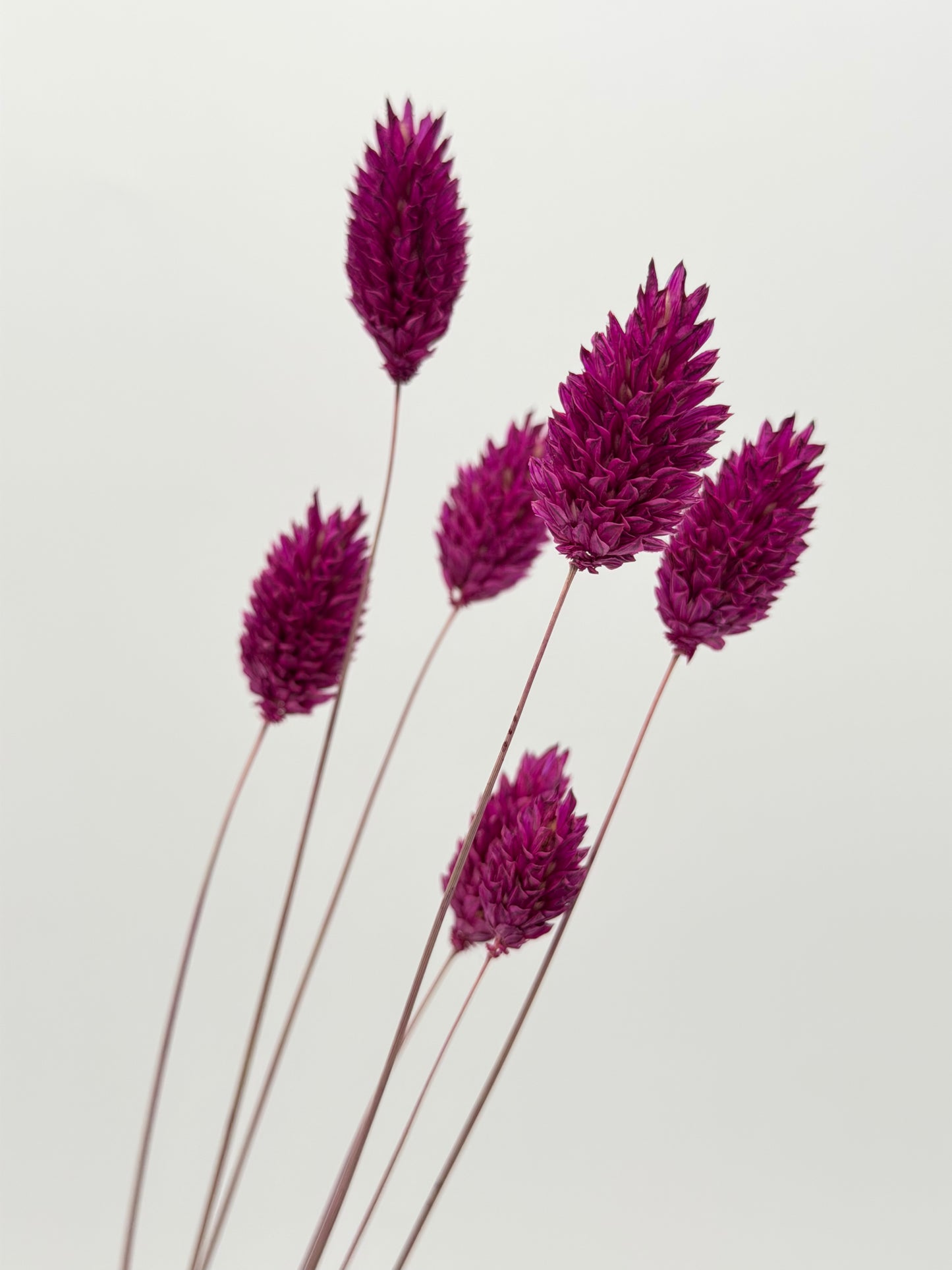 Phalaris beere lila