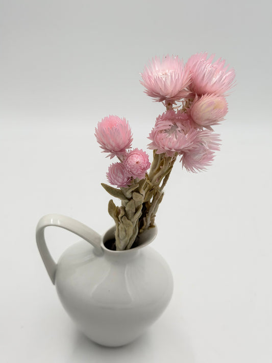 Capblume Strohblume rosa