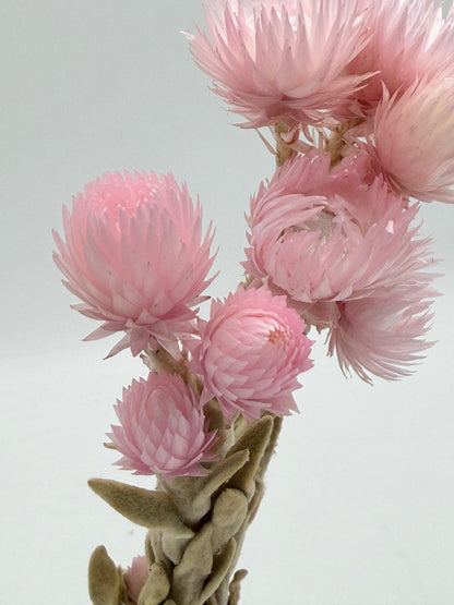 Capblume Strohblume rosa