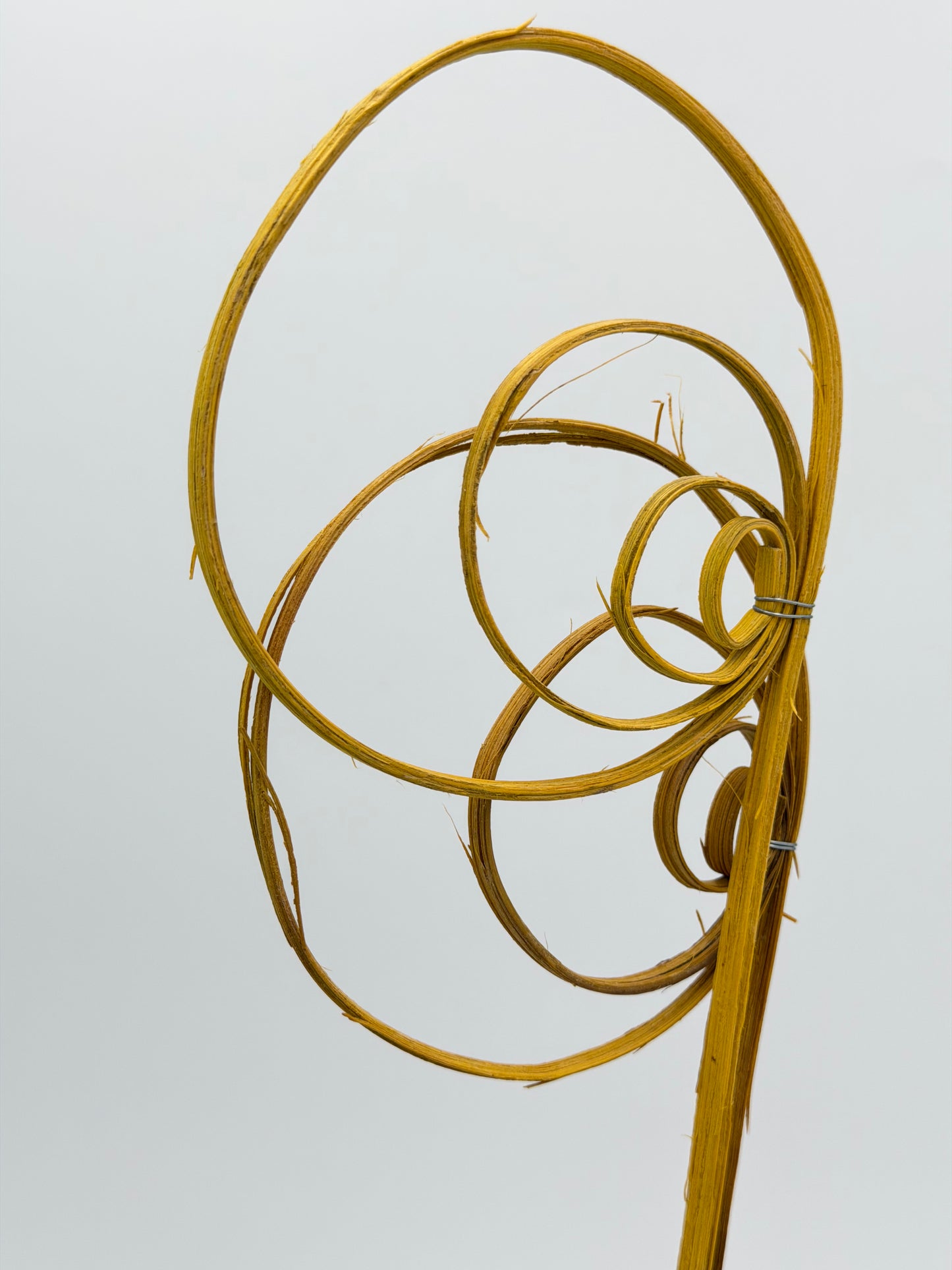 Cane Coil gelb 3 Stück