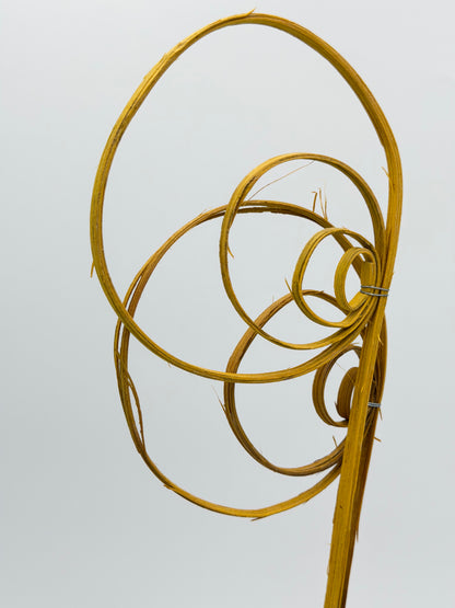 Cane Coil gelb 3 Stück