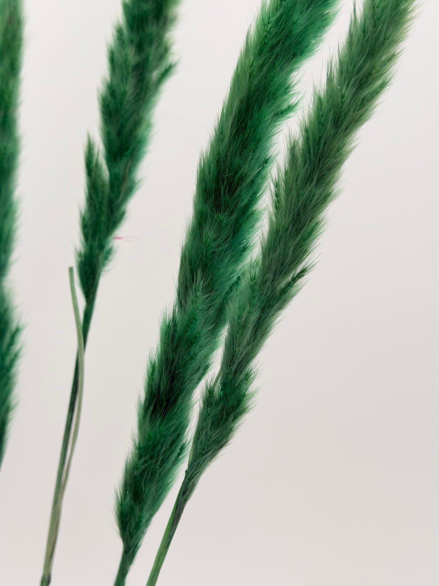 Pampas Stiel grün 5 Stück