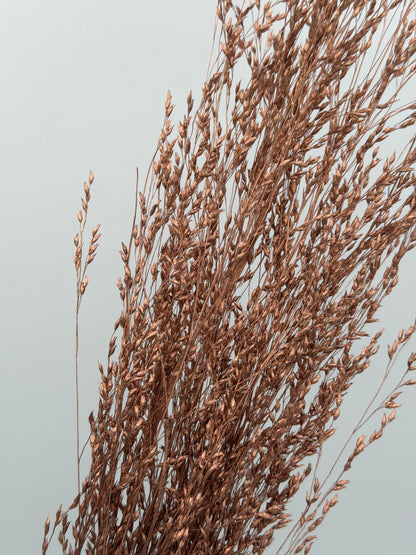 Panicum Ziergras kupfer 5er
