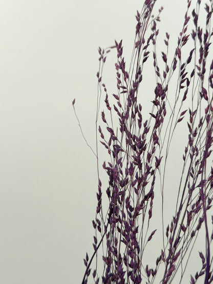 Panicum Ziergras lila 5er