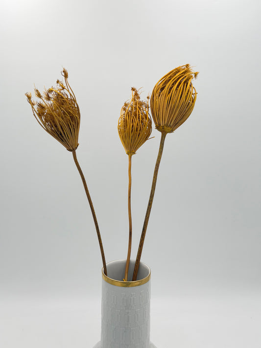 Fenchel gelb