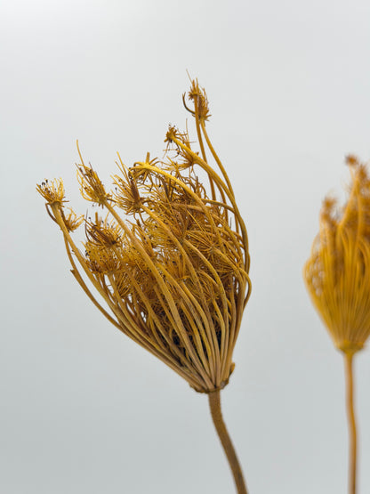 Fenchel gelb